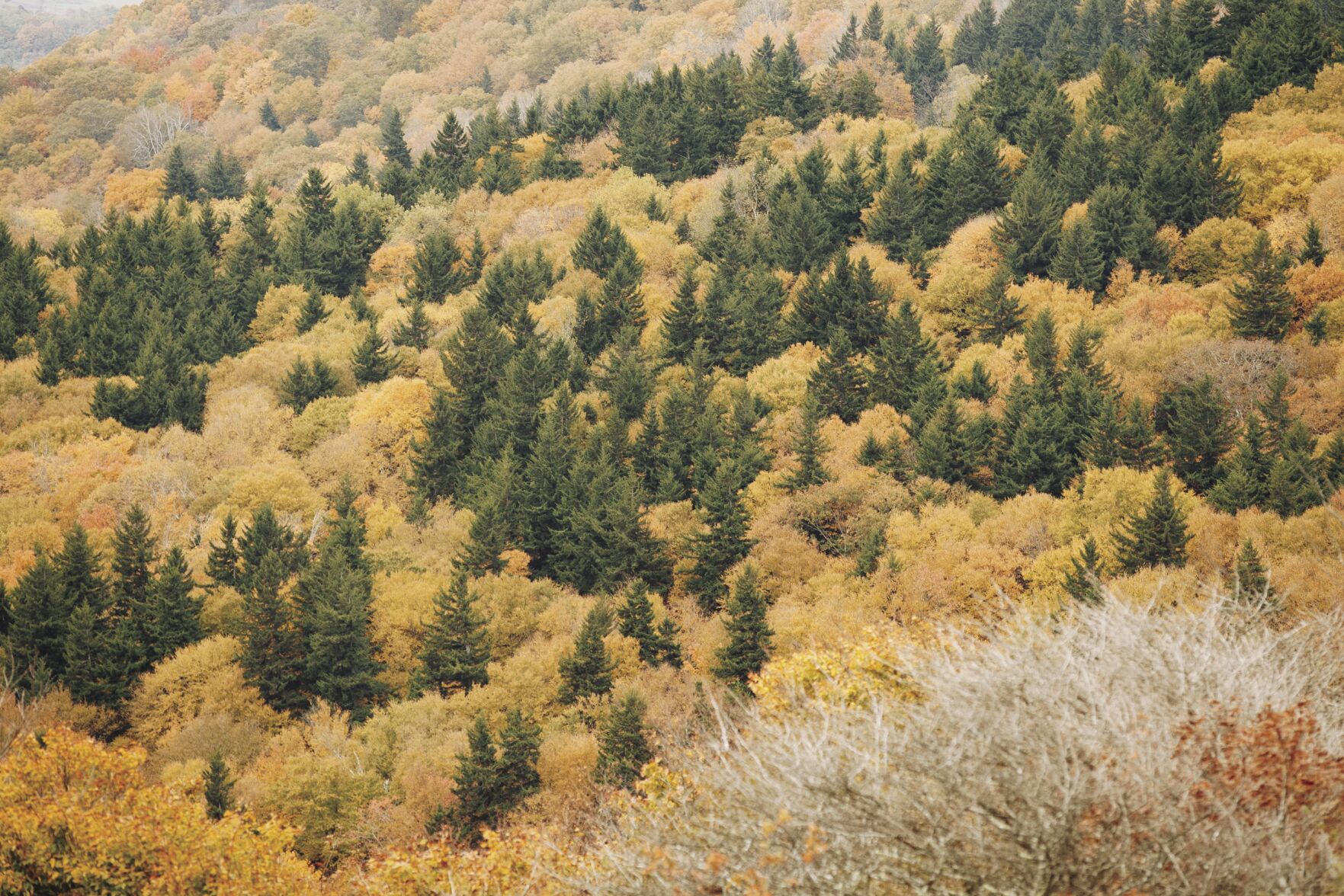 Slade_FallFoliage1-2.jpg